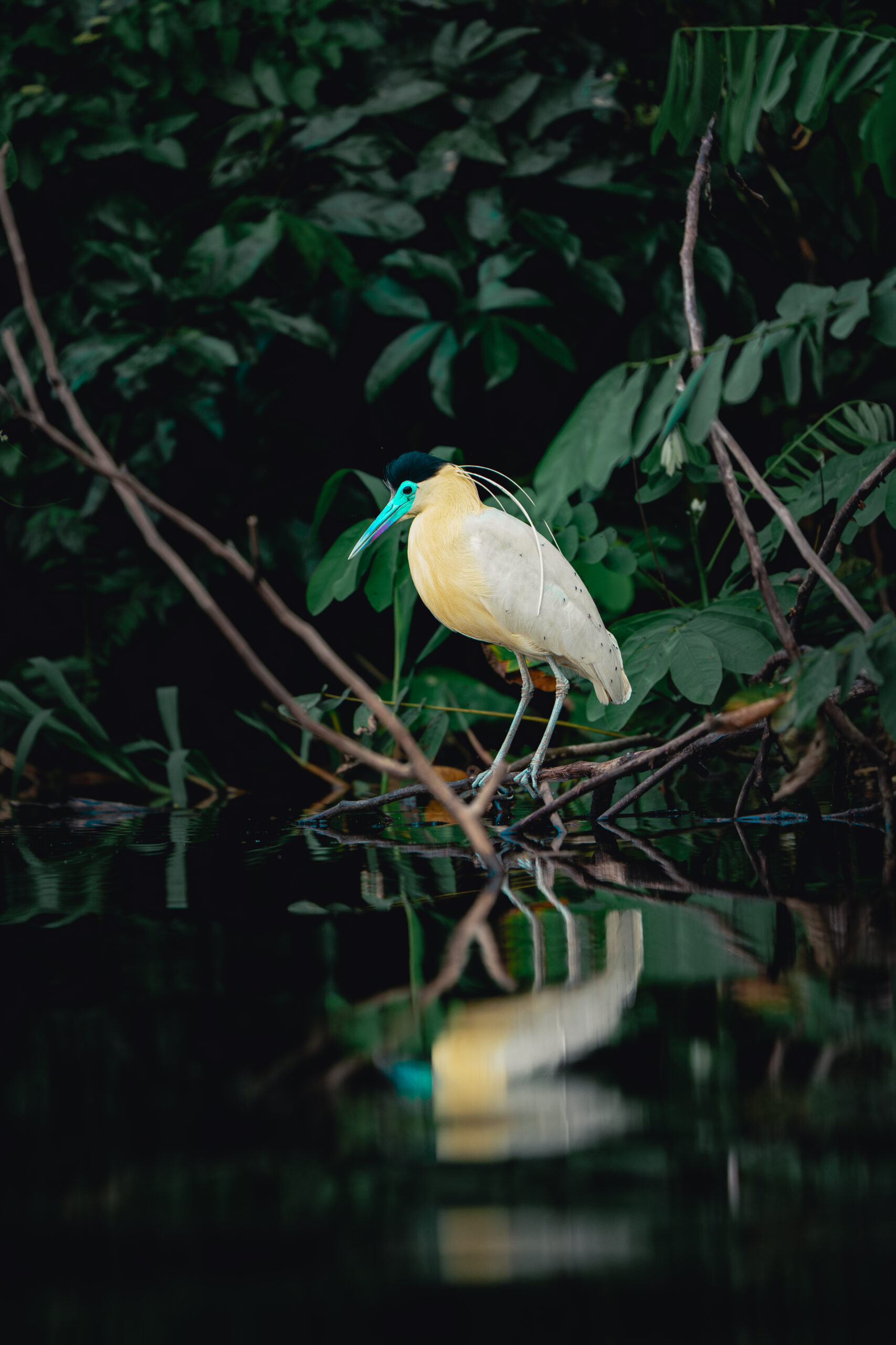 Pacaya Samiria – Inmersión en la Selva – _DSC5717