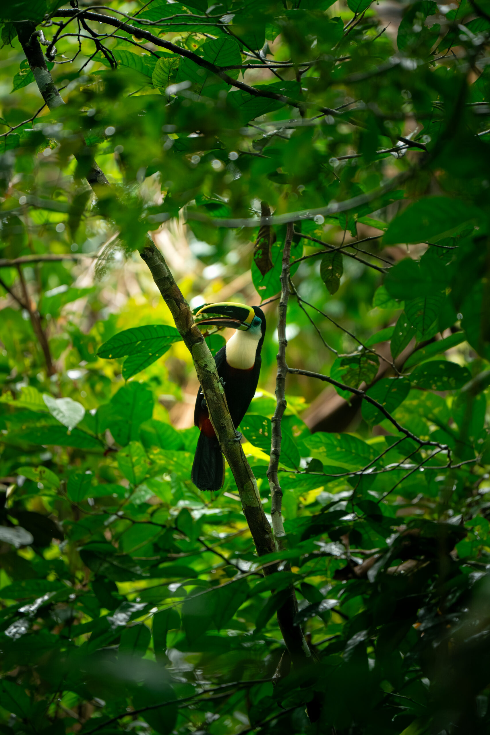 Pacaya Samiria – Inmersión en la Selva – _DSC6191