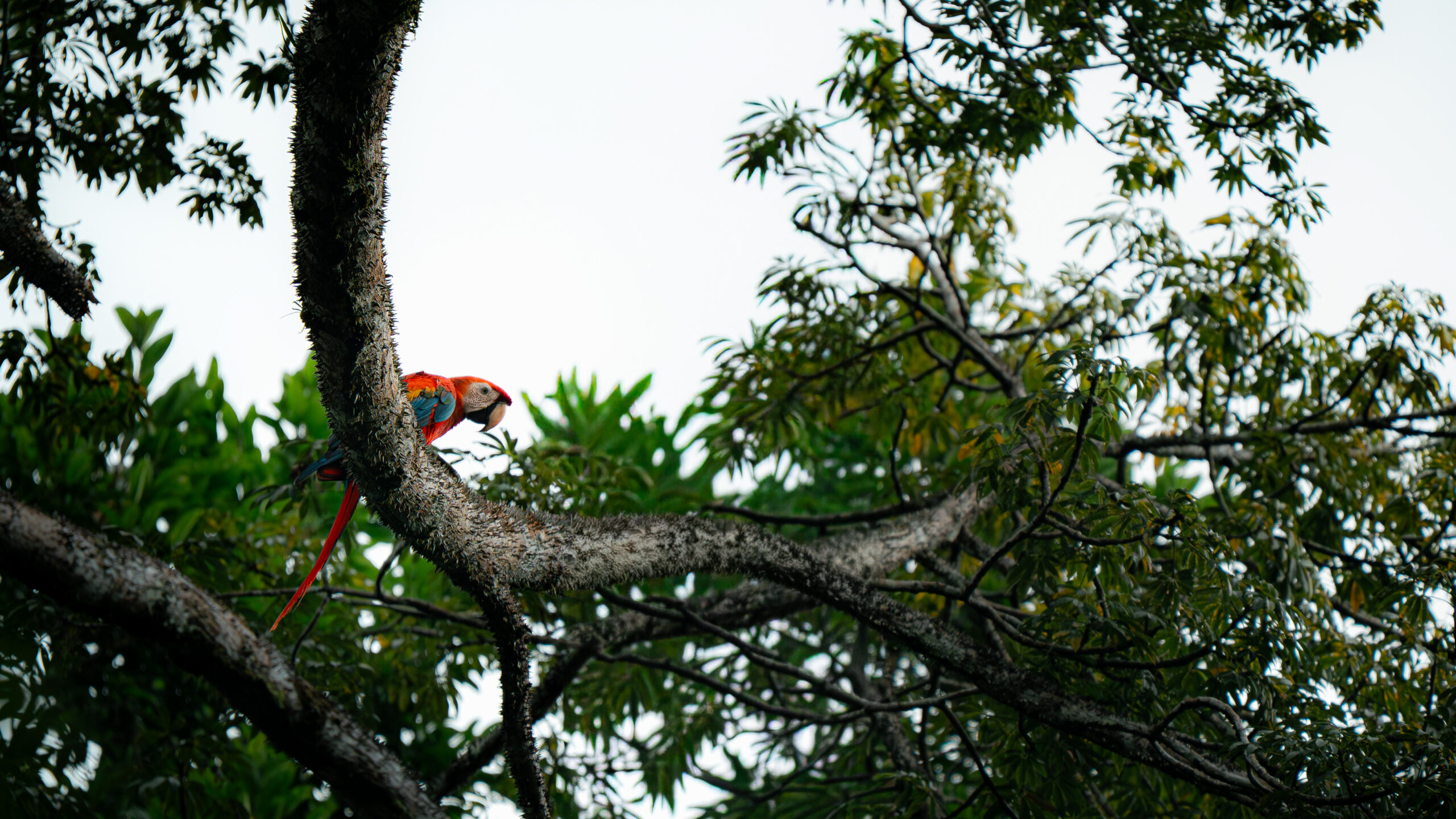 Pacaya Samiria – Inmersión en la Selva – _DSC6316