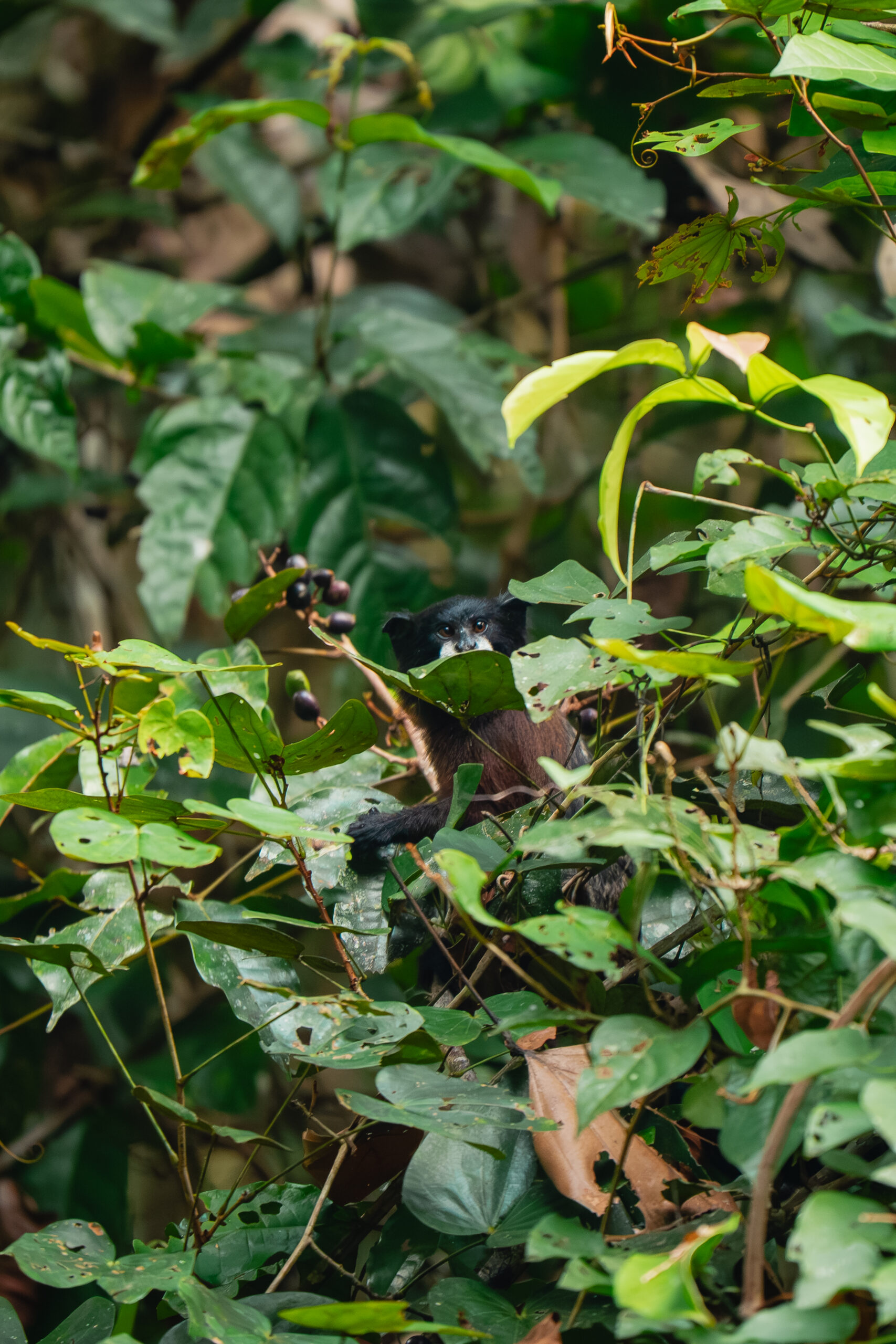 Pacaya Samiria – Inmersión en la Selva – _DSC6471