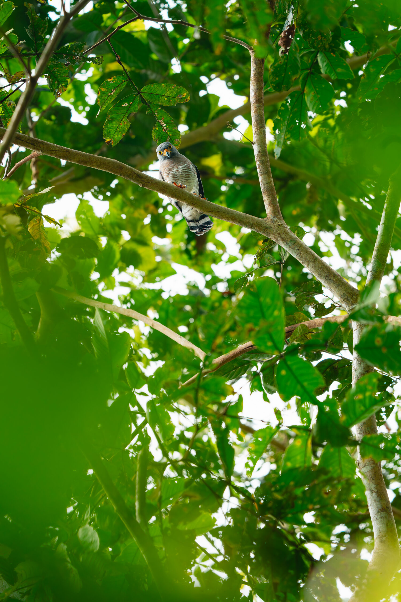Pacaya Samiria – Inmersión en la Selva – _DSC6532