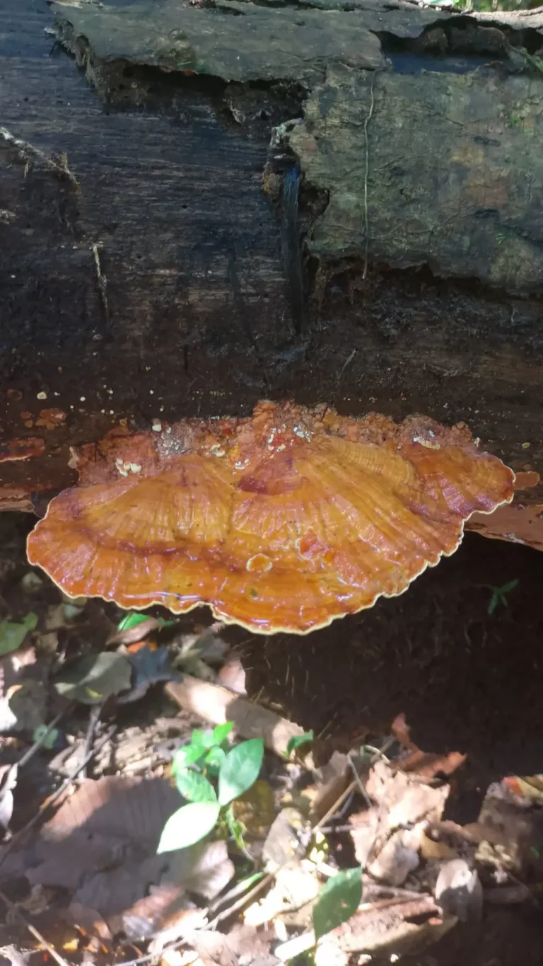 biodiversidad-12