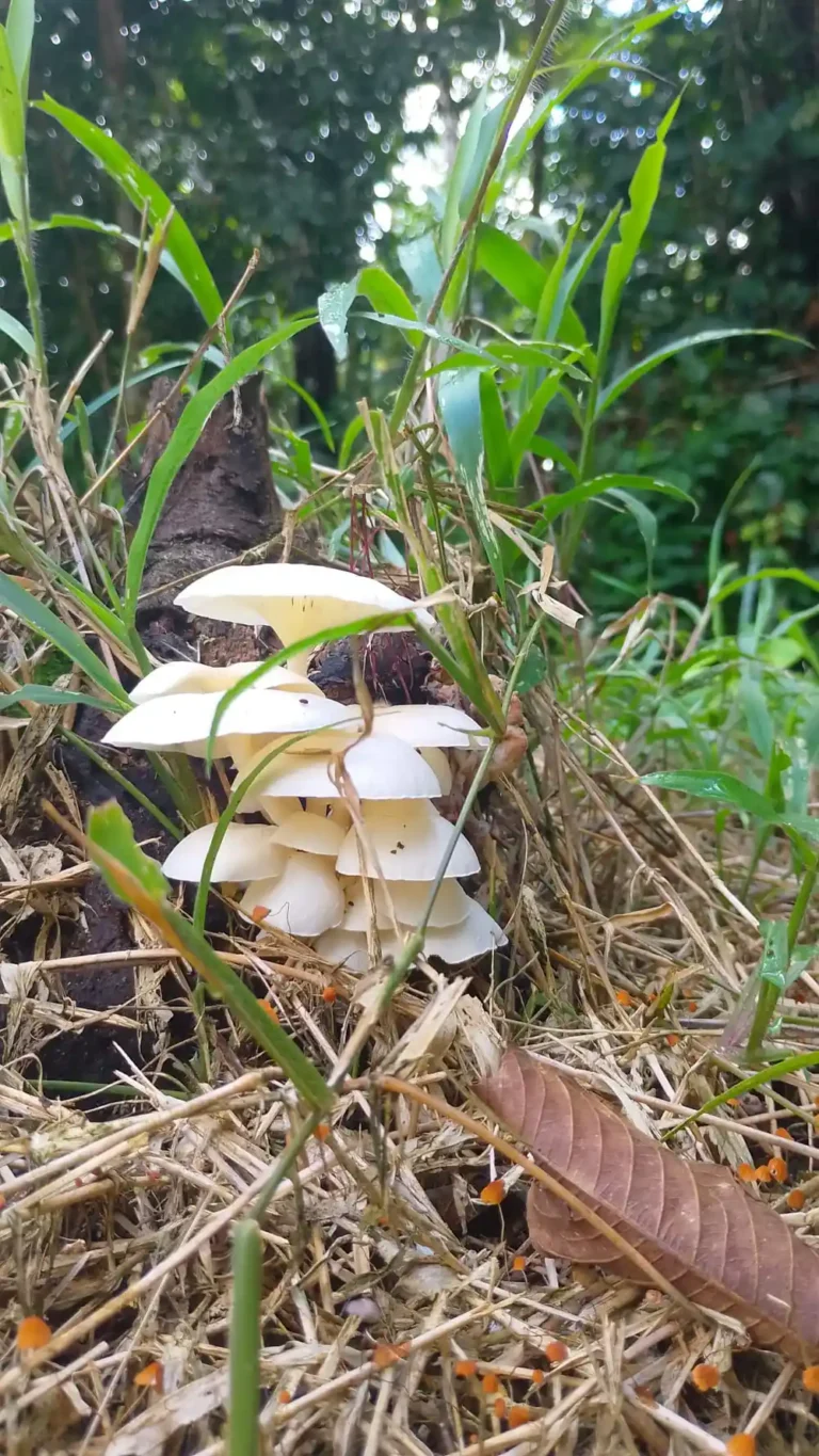 biodiversidad-14