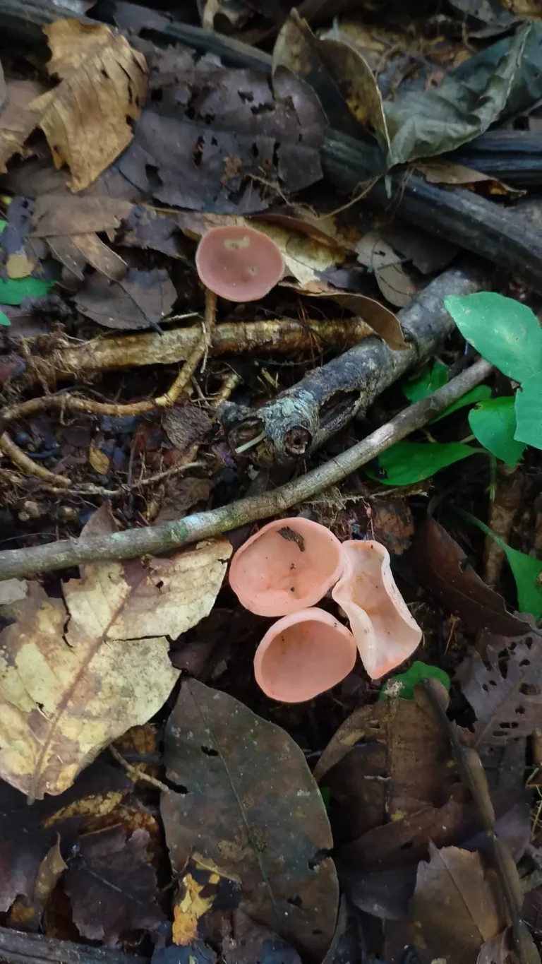 biodiversidad-15