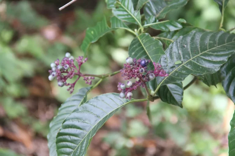 biodiversidad-22