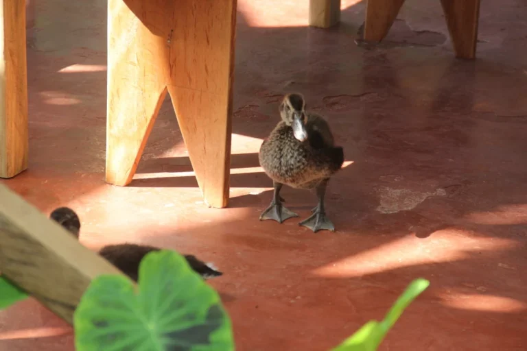 biodiversidad-32