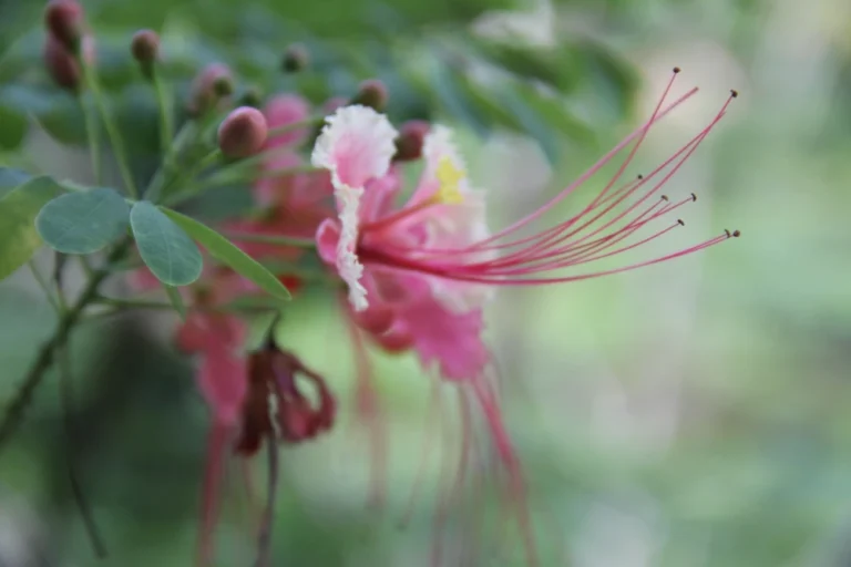 biodiversidad-50